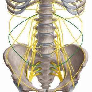 Sakralni pleksus: struktura, funkcija, anatomija