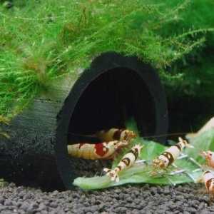 Akvarij škrpine: Vrste, uvjeti održavanja i reprodukcije