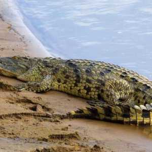 Krokodil Gustav - noćna mora Burundi