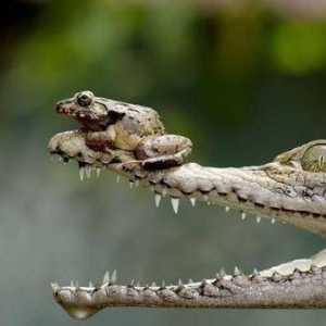 Je li krokodil gmaz ili vodozemac? Sličnosti i razlike