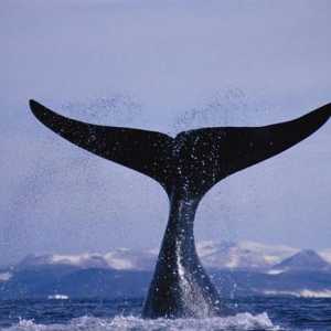 Veliki kit iz obitelji glatkih kitova