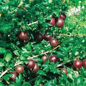 Gooseberries Krasnoslavyansky: opis sorte i pravila skrbi