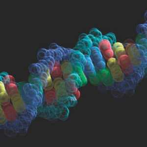 Tko je otkrio DNK? Važnost otkrivanja DNK. Friedrich Misher