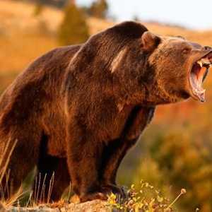 Кто сильнее - медведь или лев? Мощность медведя против прыткости льва