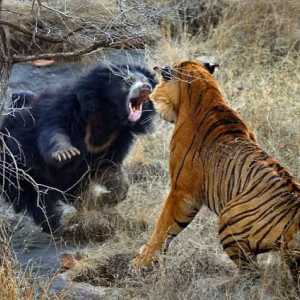 Кто сильнее - медведь или тигр? Хищники в природе