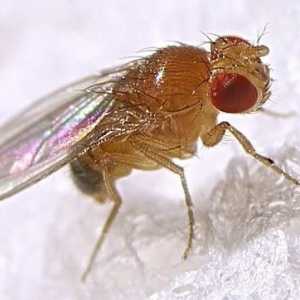 Tko su Drosophila? Kako se muhe pojavljuju u kući?