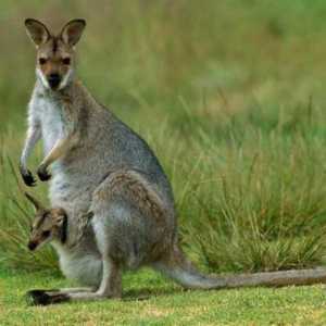 Tko živi u Australiji: nevjerojatne životinje i stanovništvo kontinenta