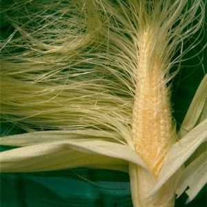 Kukuruzne stigme: korisna svojstva i kontraindikacije za upotrebu