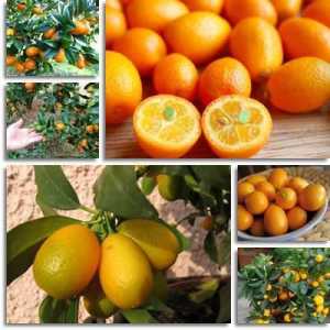 Kumquat: šteta i koristi, kalorični sadržaj i svojstva