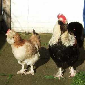 Курицы породы фавероль. Французская порода кур