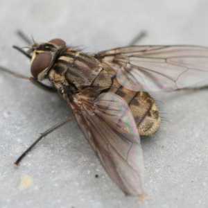 Biting muhe - tko su oni? Zašto mušice ugristi ljude i životinje?