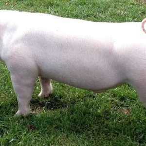 Landras - pasmina svinja, najbolja za uzgoj svinjskog slanina