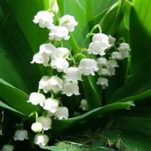 Lily of the Valley (tinktura): primjena, upute