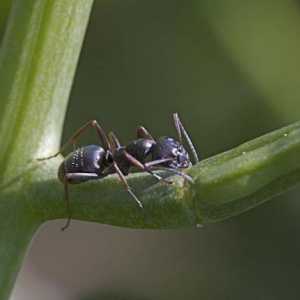 Lazius nigga: opis i način života vrtne mravice