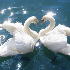 Swan vjernost: i svijet ljudi će postati ljubazniji
