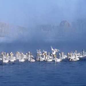 Swan Lake (Altai Territory): fotografije i recenzije turista