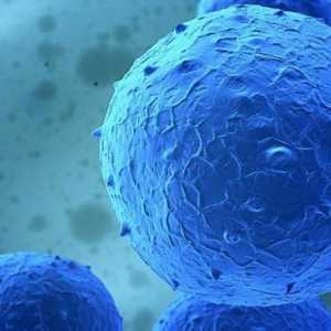 Liječenje matičnih stanica: značajke i učinkovitost
