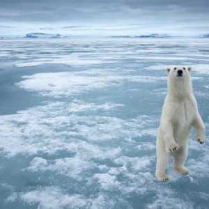 Icebreaker `Yamal`: kruženje prema Sjevernom polu