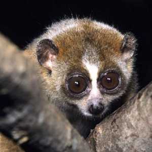 Lemur lori: kućna briga i održavanje