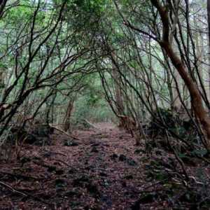 Šuma Aokigahara - japanska šuma samoubojstava u podnožju planine Fuji