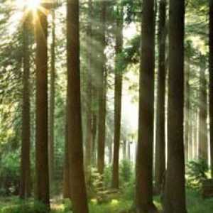 Šuma je naše bogatstvo! Važnost, zaštita i zaštita šuma. Šume Rusije