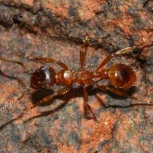 Šumski mravi: vrsta, opis, korist i štetu