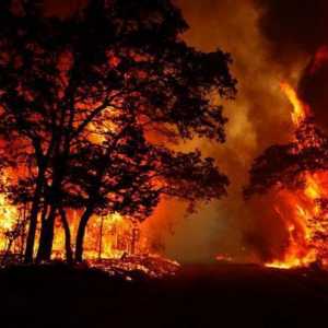 Šumski požari: uzroci, vrste i posljedice
