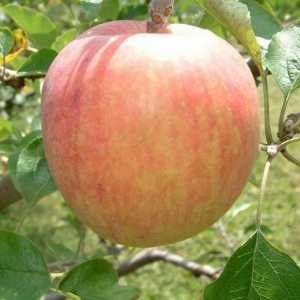 Ljetne vrste jabuka: rano dozrijeti i ne čuvati duže od dva tjedna