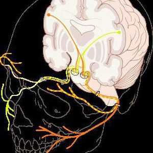 Nerv lica: anatomija, uzorak, struktura, funkcije i značajke