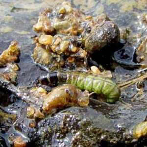 Larva of caddisfly: opis, stanište i reprodukcija