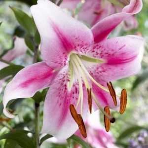 Lilies Anastasia - uređenje vrta