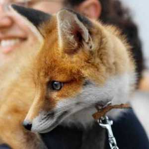 Domaći lisica: značajke i uvjeti pritvora. Kako se lisice ponašaju kao kućni ljubimci?