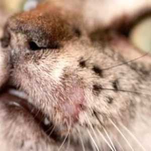 Ringworm u mačaka: simptomi i liječenje