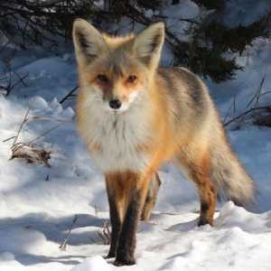 Fox lisica: opis, fotografija, klasifikacija