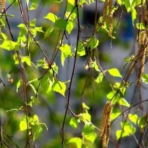 Listovi kože: ljekovita svojstva, primjena i kontraindikacije. Koji su korisni lišće?