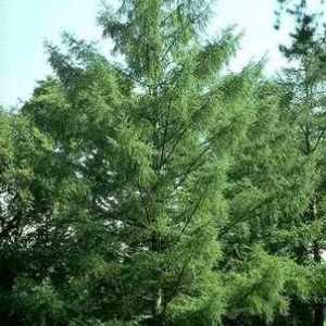 Лиственница - это лиственное или хвойное дерево? Особенности и распространение растения