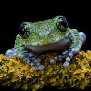 Je li žaba životinja ili kukac? Odjeljivanje anuranskih vodozemaca