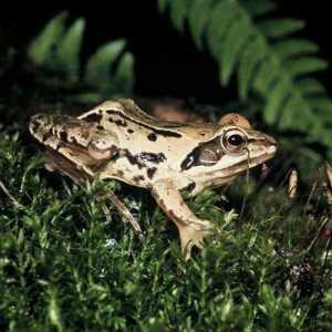 Žablji oštri žablji: značajke lifestyle i reprodukcije