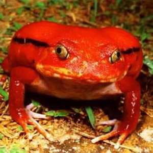 Rajčica žaba: opis neobičnog vodozemca