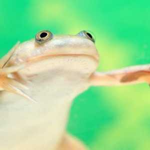 Žaba potiče: održavanje, reprodukcija, njegu