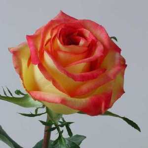 Omiljeni mnogi vrtlari - ruža `Ambijent`
