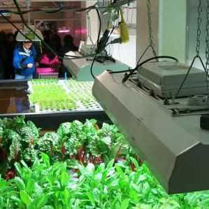 Fluorescentne svjetiljke za biljke: kako odabrati? Utjecaj fluorescentne svjetiljke na rast biljaka