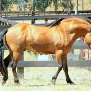 Konj pasmine kiger-mustang: povijest, karakter, trošak