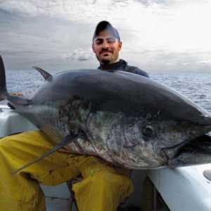 Tuna ribolov: ribolovne značajke na otvorenom moru