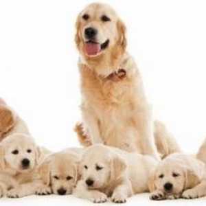 Lažni štenci u pasa: simptomi i liječenje