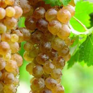 Najbolje bijelo gruzijsko vino: ime i recenzije. Ocjene gruzijskih bijelih semisweet vina