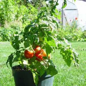 Najbolje odrednice sorti rajčice za staklenike i otvoreni teren