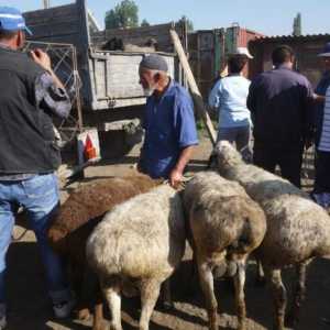 Лучшие породы овец. Гиссарская порода: описание и фото