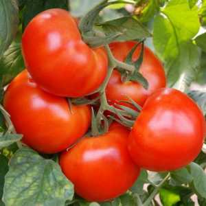 Najbolje vrste ranih rajčica