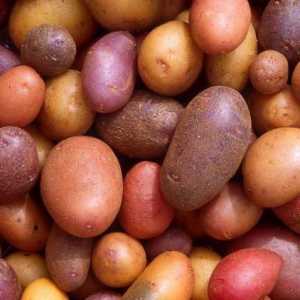 Najbolji ultra rani sorti krumpira